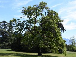 catalpa bignonioides